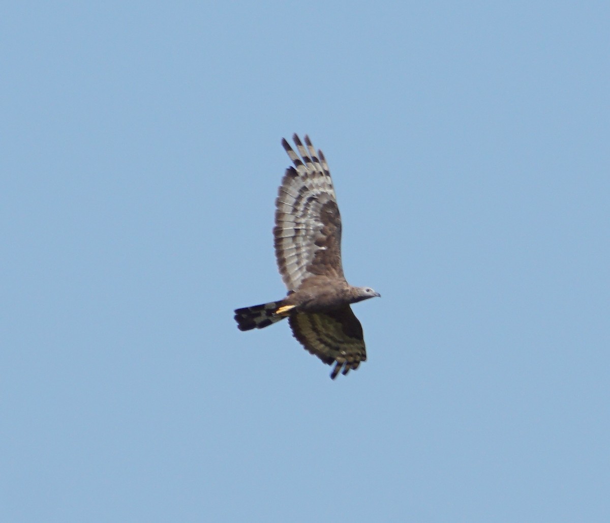 Oriental Honey-buzzard - Raghavendra  Pai