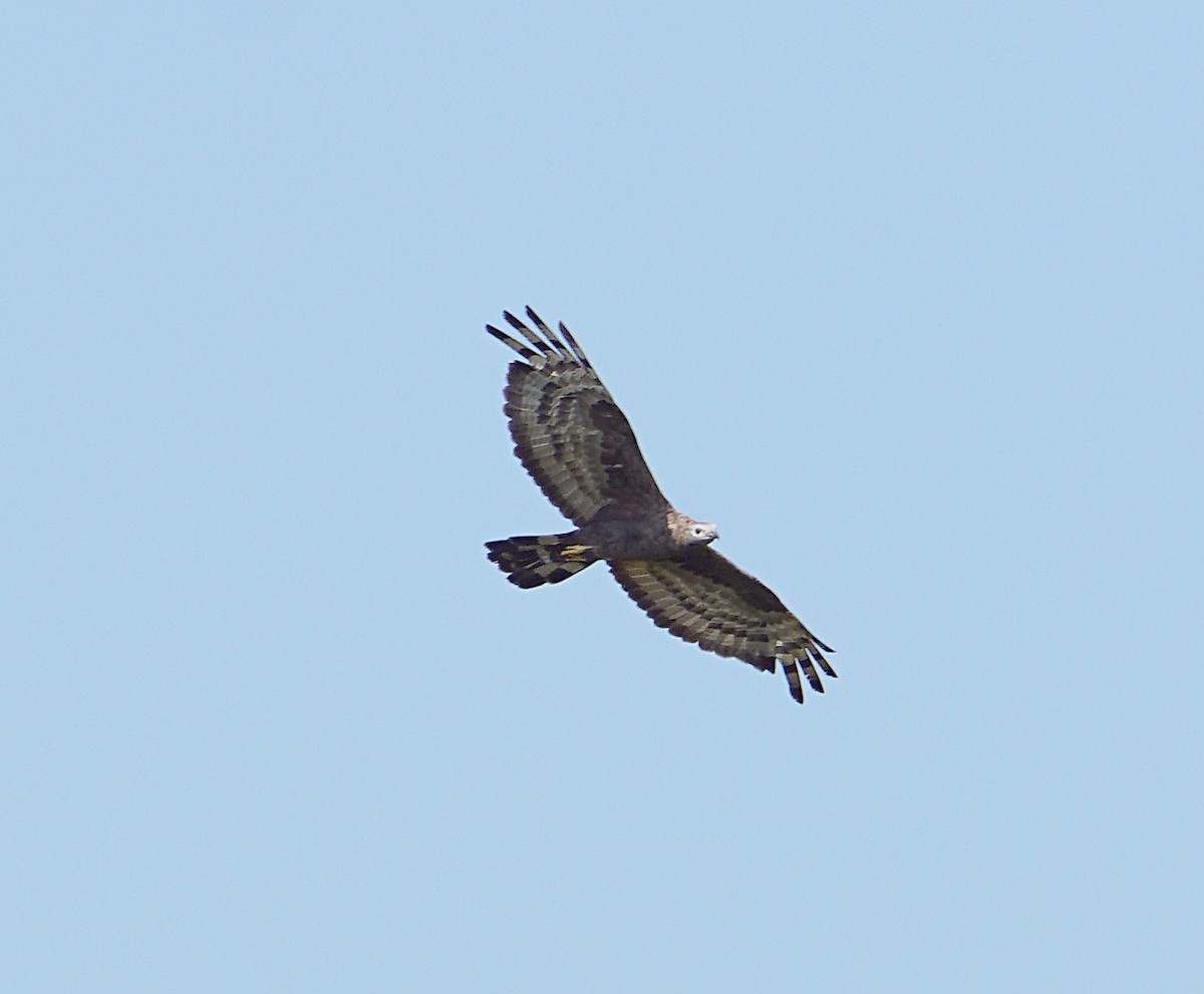 Oriental Honey-buzzard - ML187591151