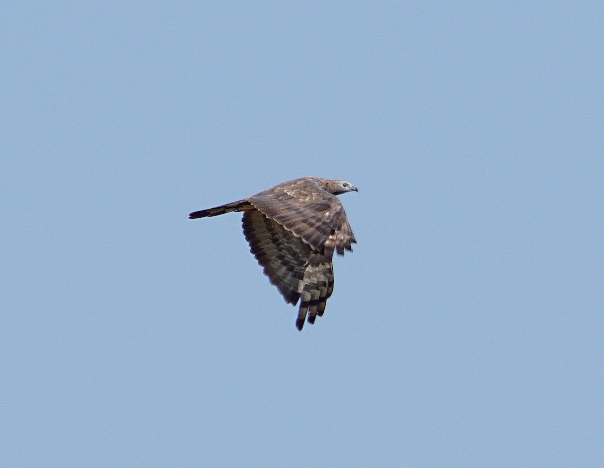 Oriental Honey-buzzard - ML187591171