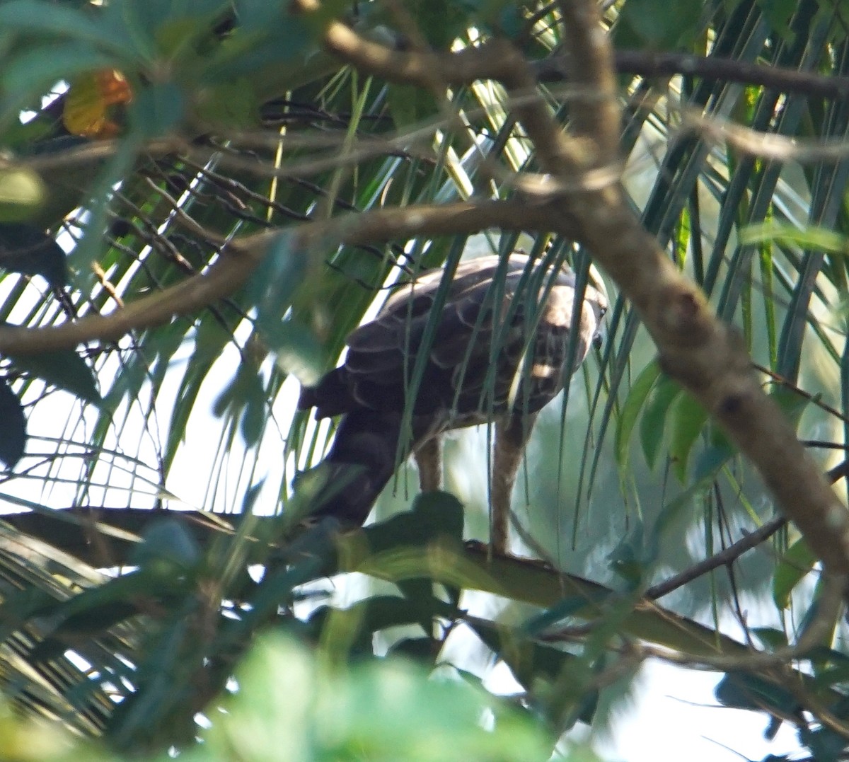 Águila Variable - ML187591191