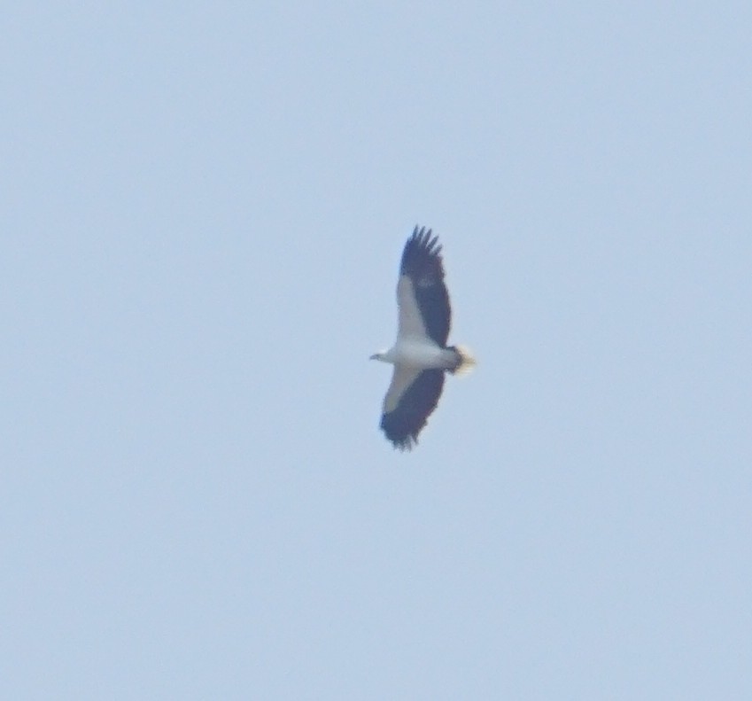 White-bellied Sea-Eagle - ML187591211