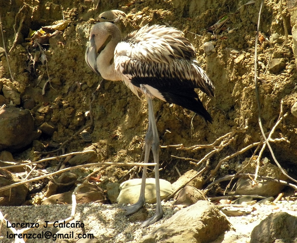 American Flamingo - ML187591341