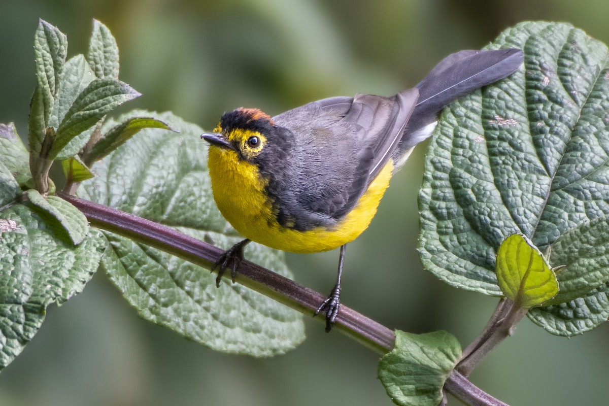 Spectacled Redstart - ML187592471