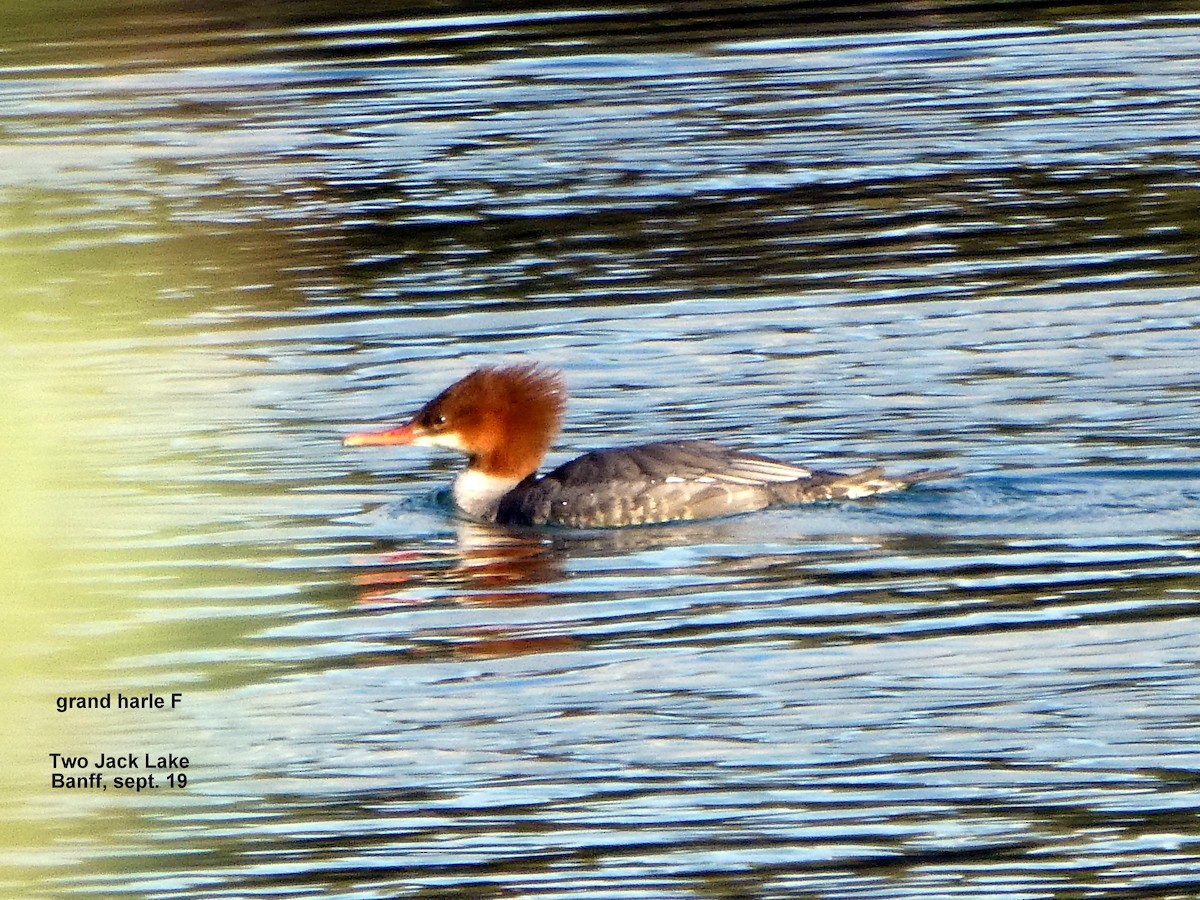 Common Merganser - Daniel Alain Dagenais