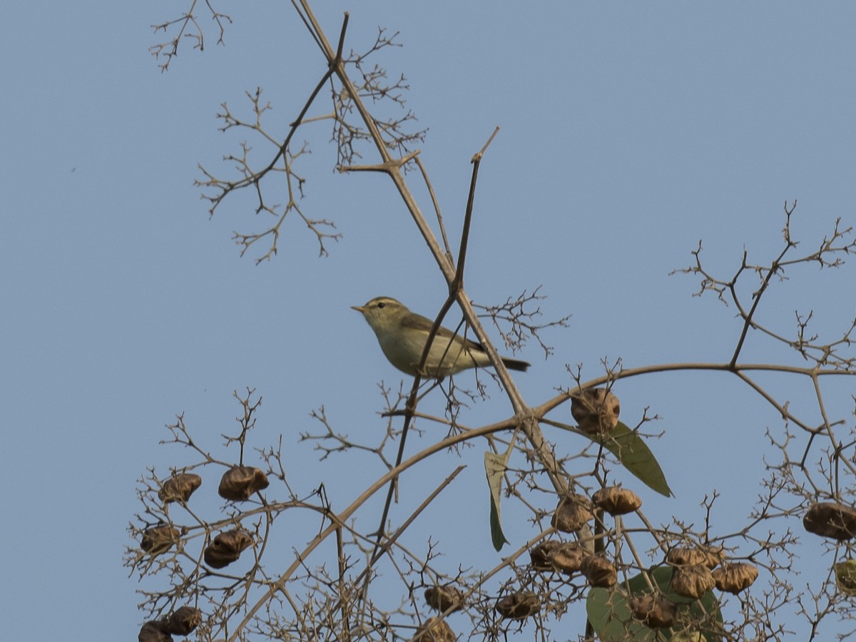 Greenish Warbler - Subhadra Devi