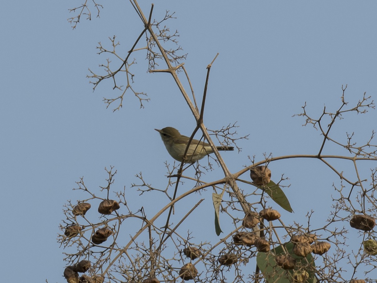 Greenish Warbler - Subhadra Devi