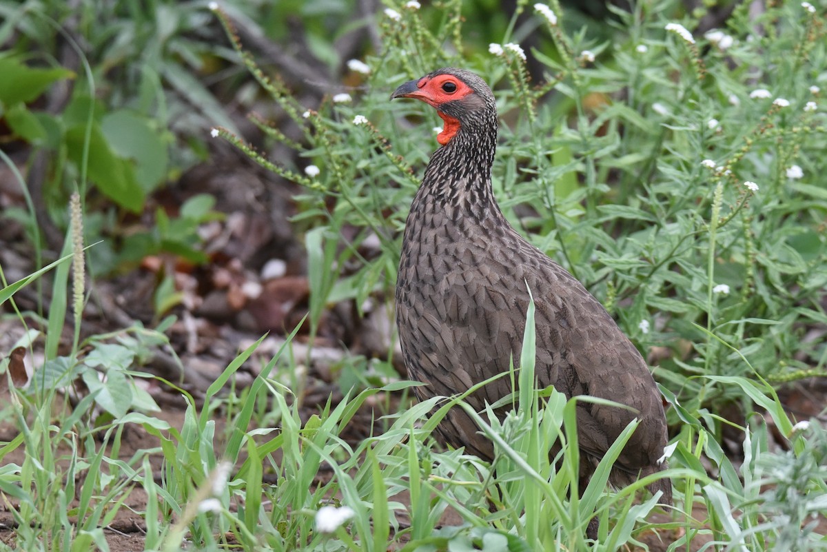 Swainson's Spurfowl - ML187595431