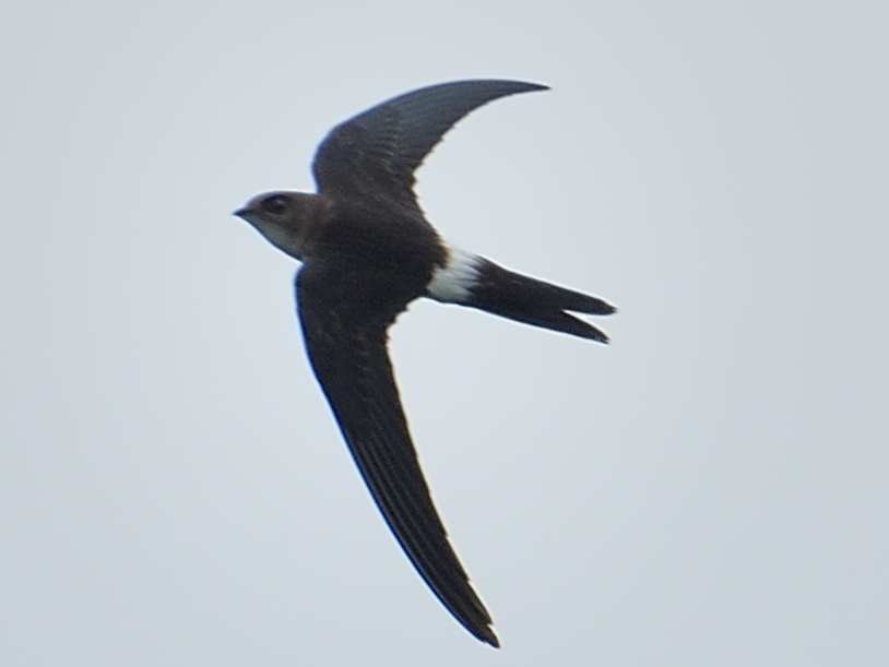 Pacific Swift - Choong YT