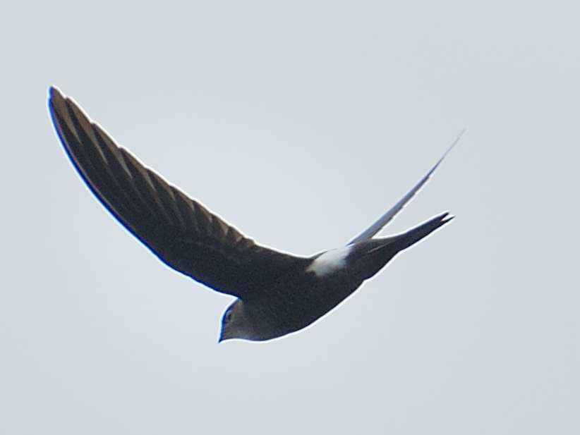 Pacific Swift - Choong YT