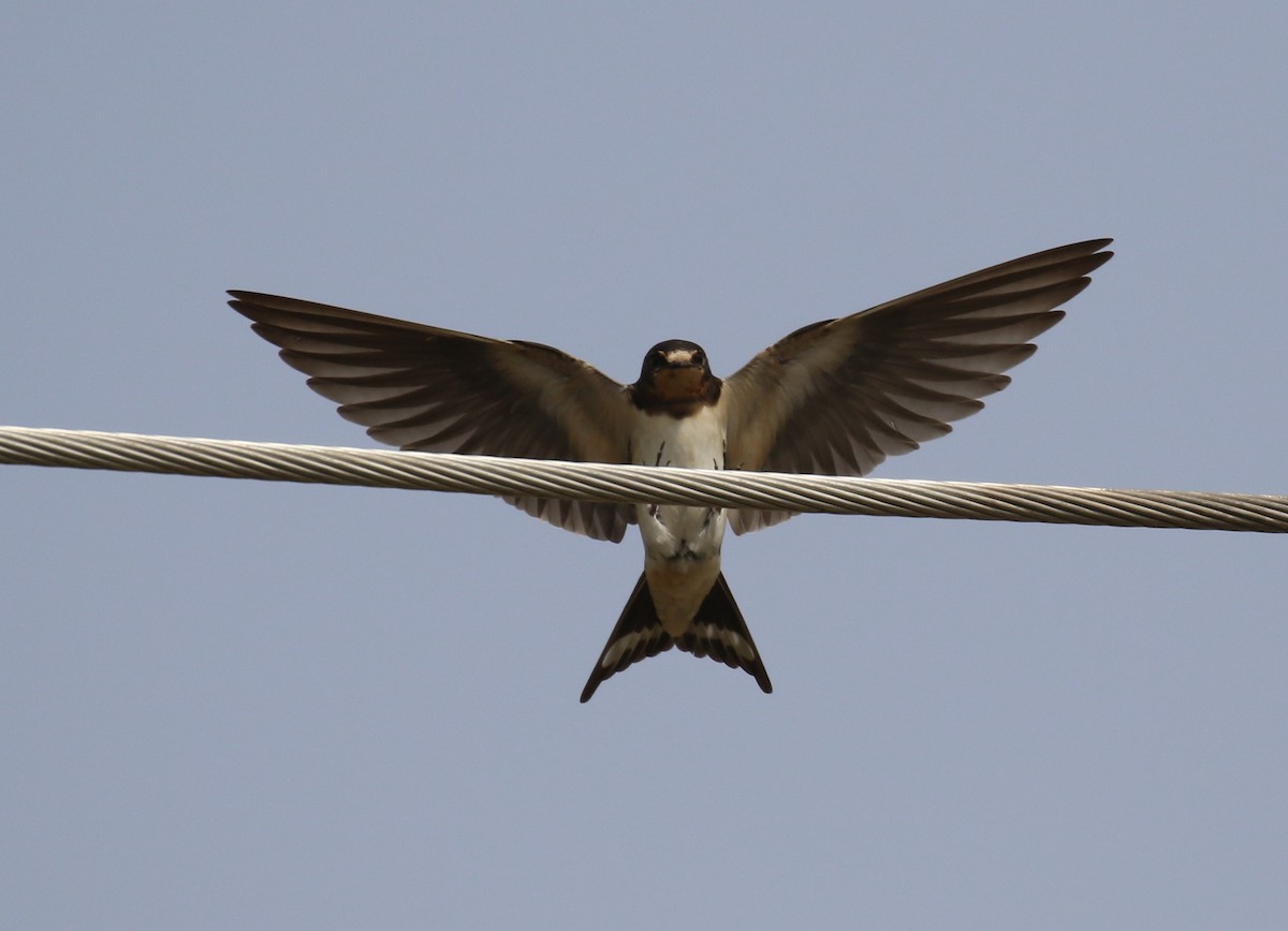 Red-chested Swallow - ML187596081