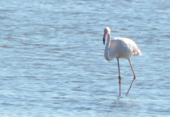 Greater Flamingo - ML187596091
