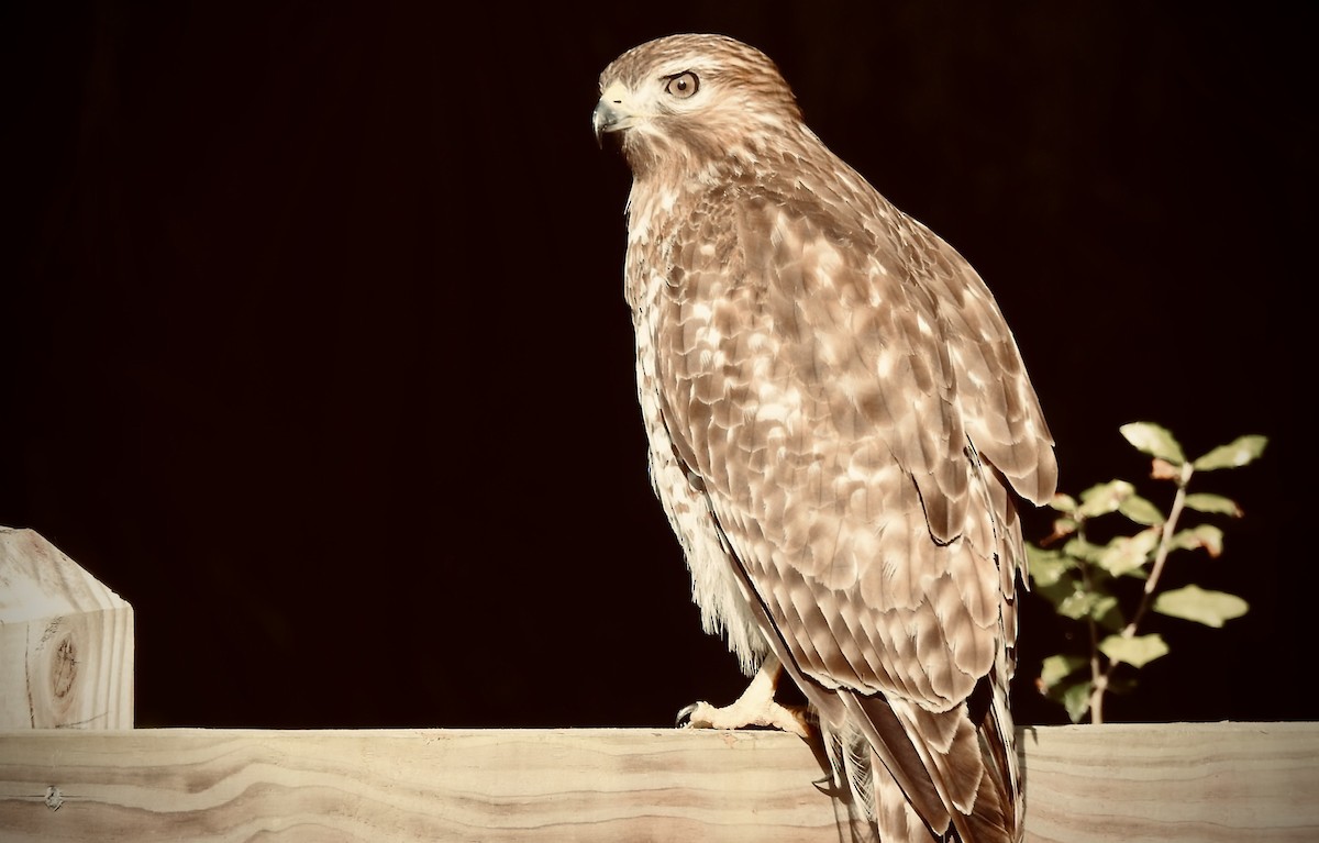 Red-shouldered Hawk - ML187600921