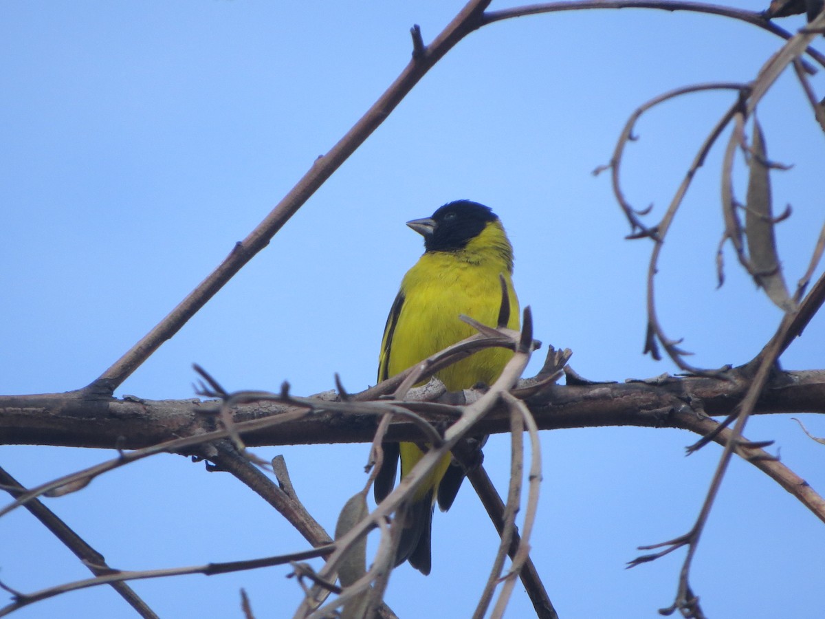 Hooded Siskin - Nelson Contardo