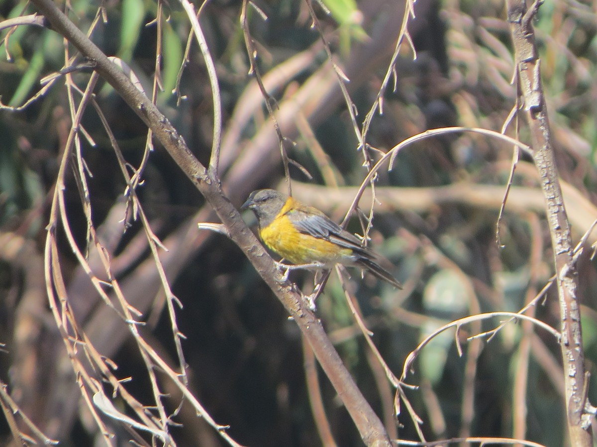 Black-hooded Sierra Finch - ML187601911