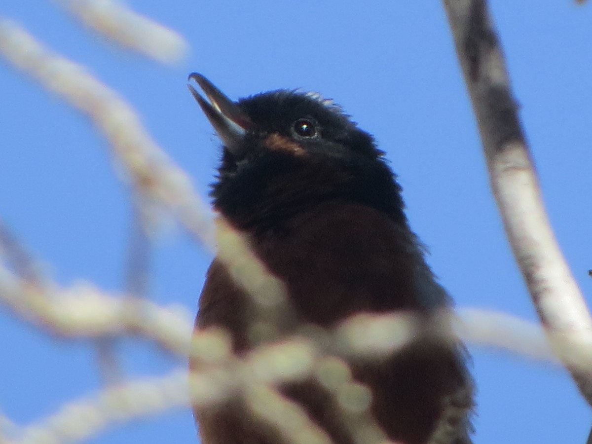 Black-throated Flowerpiercer - Nelson Contardo