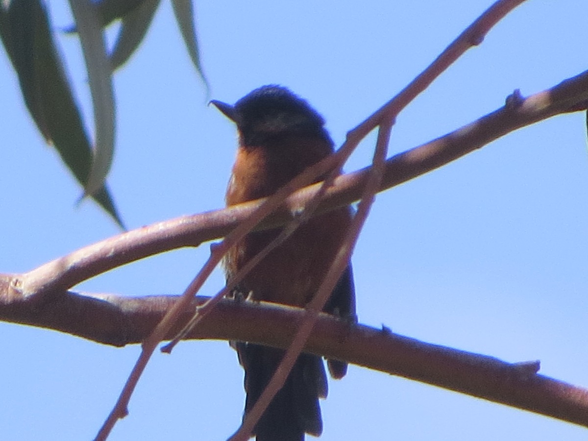 Black-throated Flowerpiercer - ML187602171