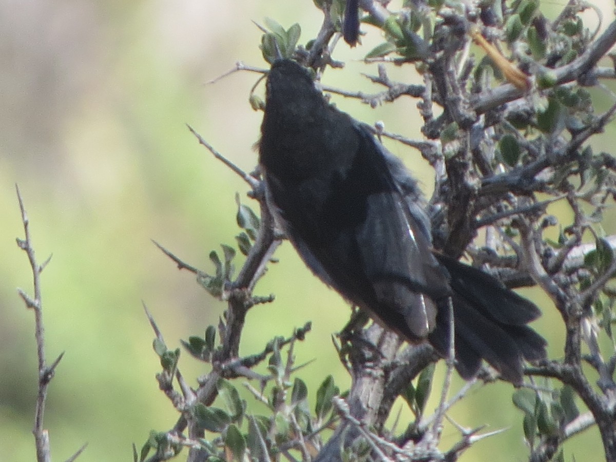 Black-throated Flowerpiercer - Nelson Contardo