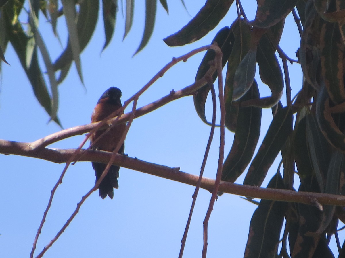 Black-throated Flowerpiercer - Nelson Contardo