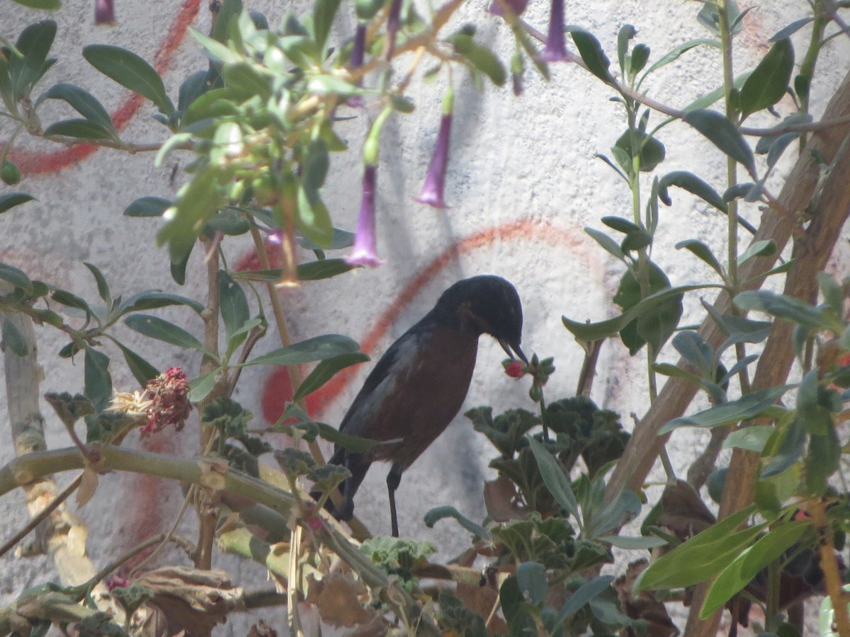 Black-throated Flowerpiercer - ML187602211