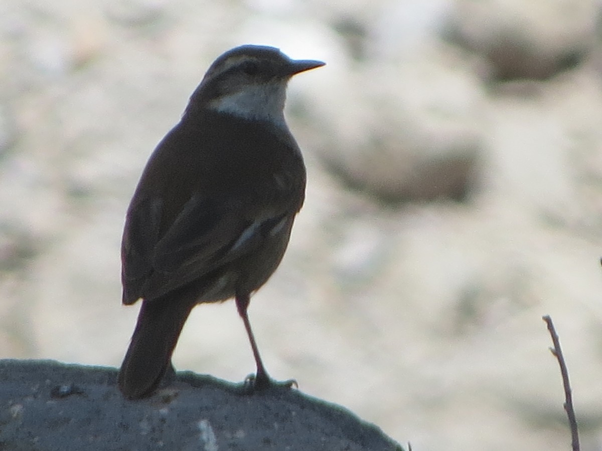 Cream-winged Cinclodes - Nelson Contardo