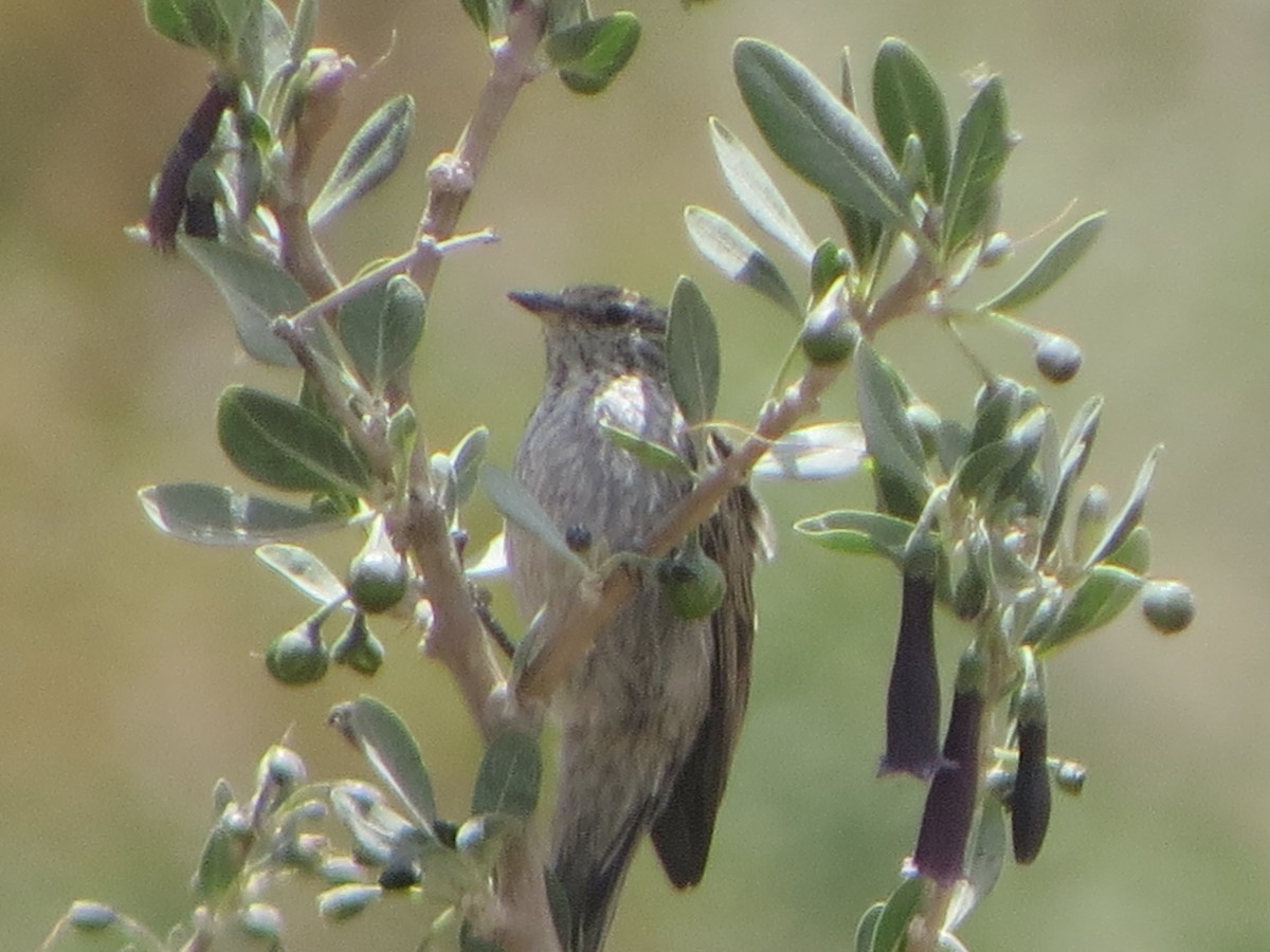 Streaked Tit-Spinetail - ML187602321