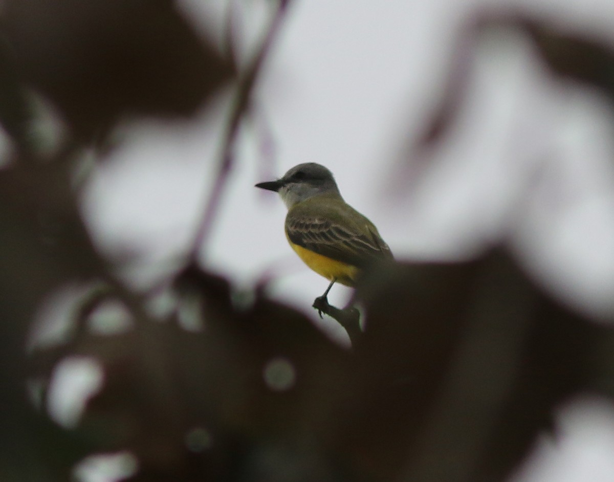 Couch's Kingbird - ML187602511