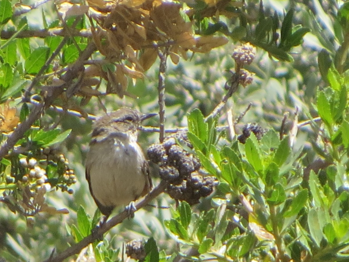 Creamy-breasted Canastero - Nelson Contardo