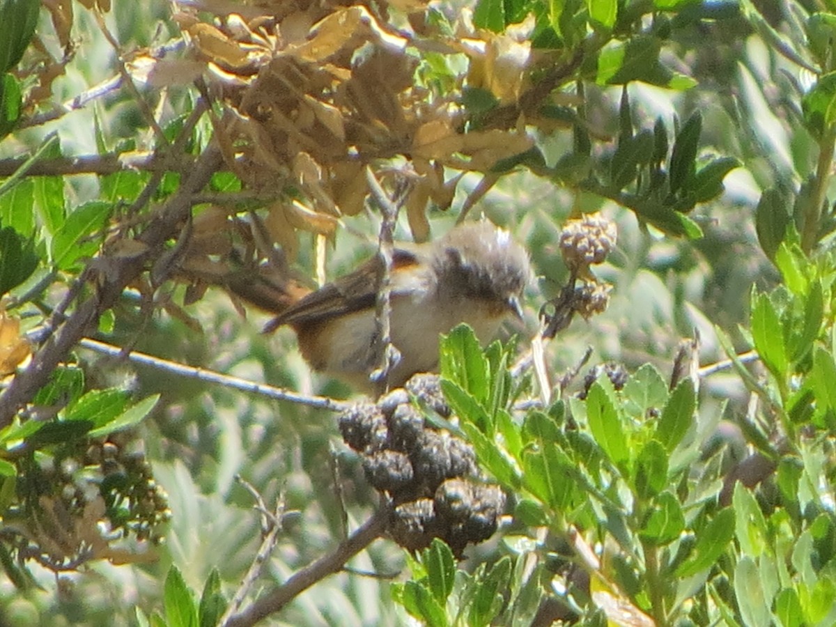 Creamy-breasted Canastero - Nelson Contardo