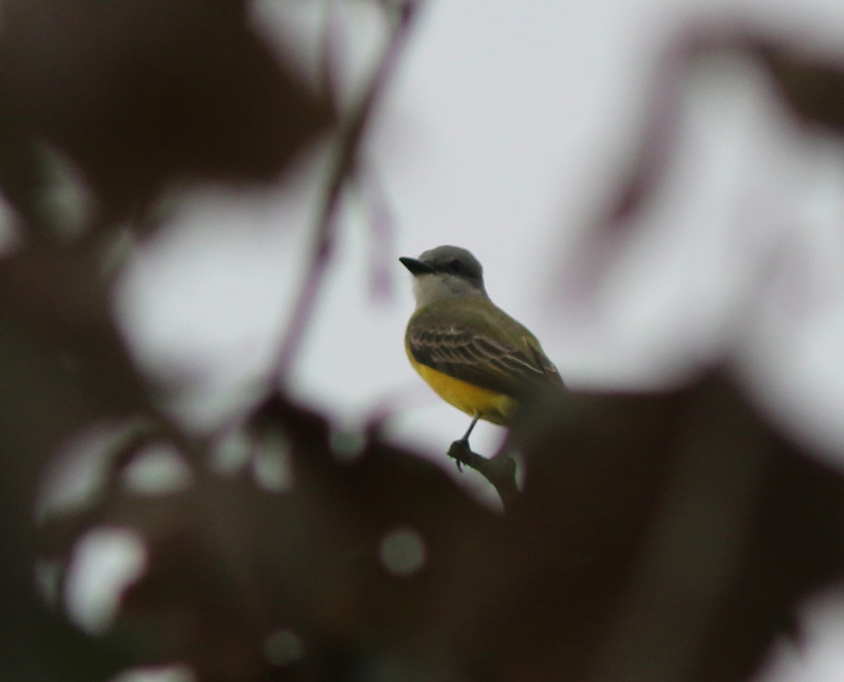 Couch's Kingbird - ML187602561