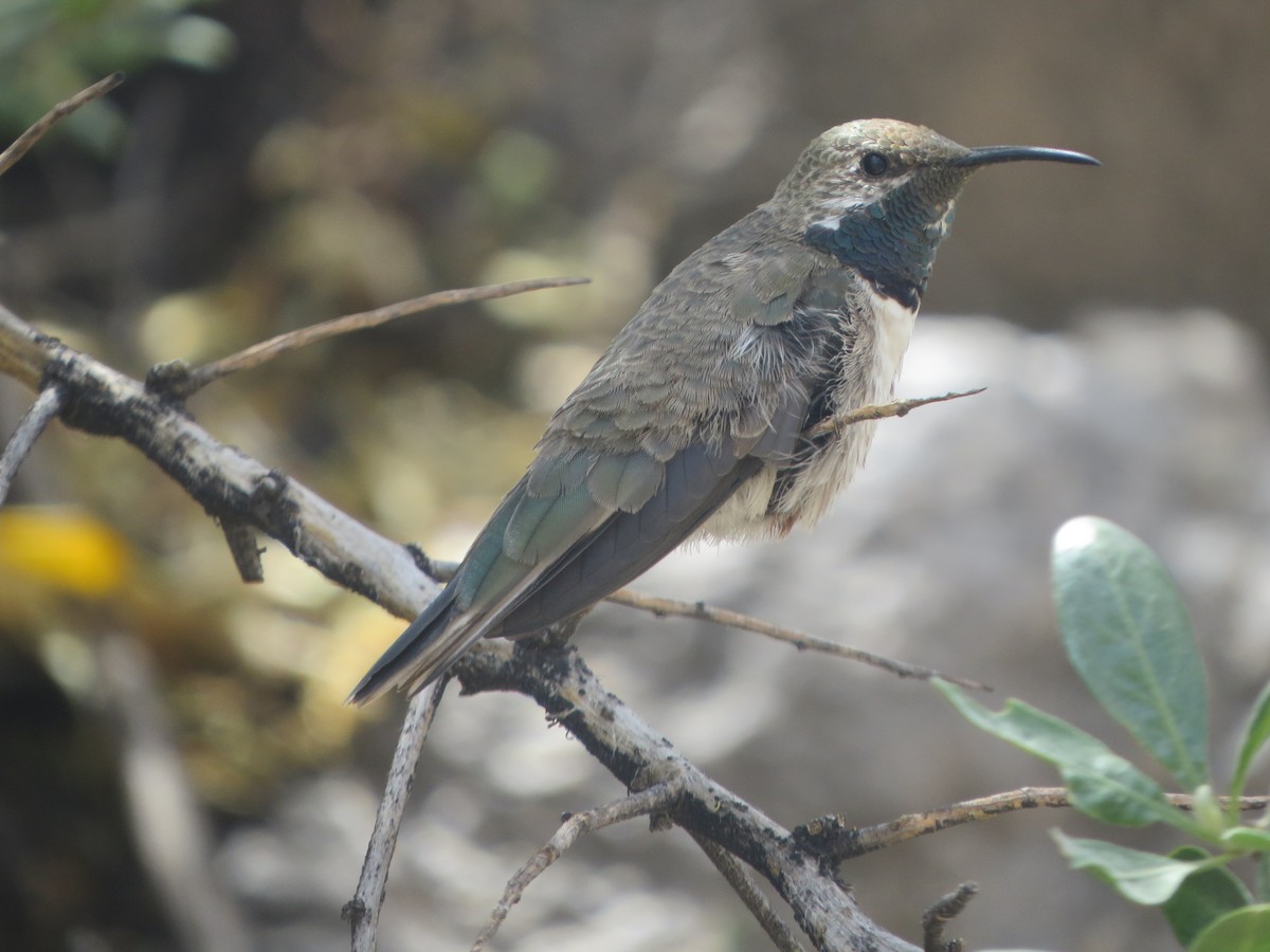 Colibrí Puneño - ML187602601