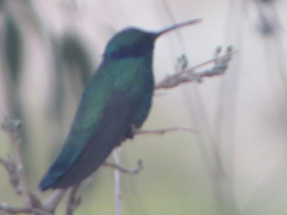 Colibrí Rutilante - ML187603991