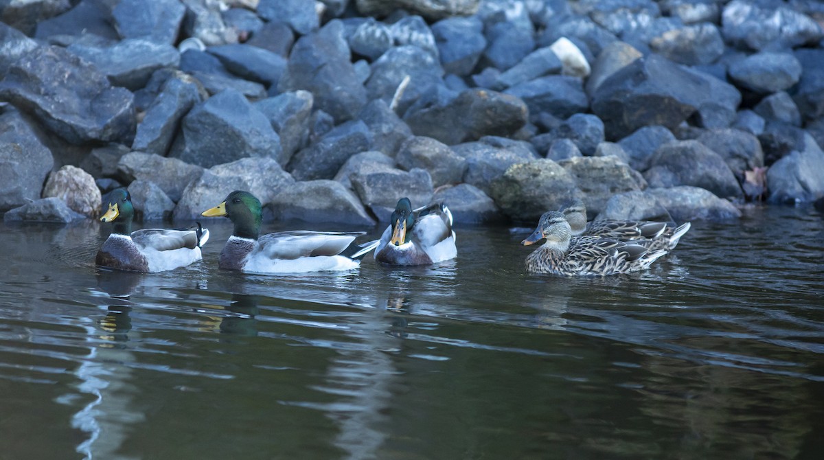 Canard colvert - ML187605471