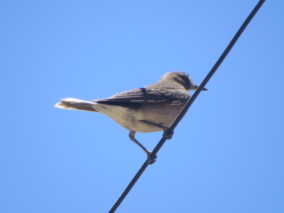 Black-billed Shrike-Tyrant - Nelson Contardo