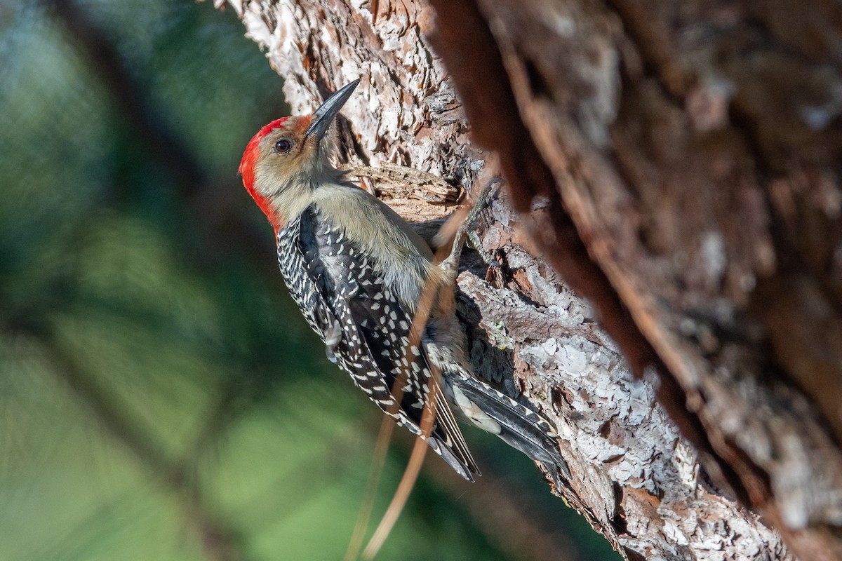Red-bellied Woodpecker - Gary Stone