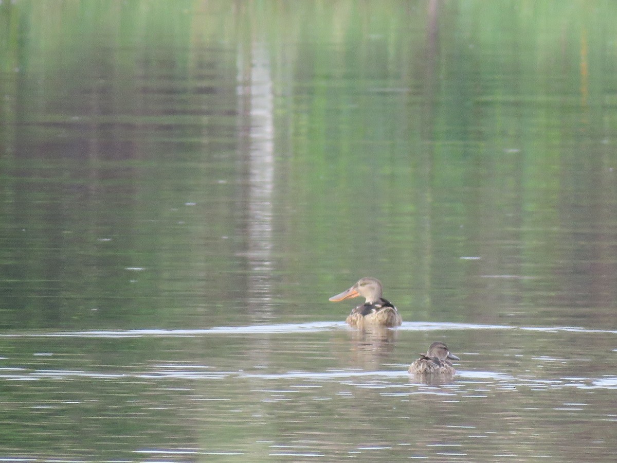 Northern Shoveler - ML187609631