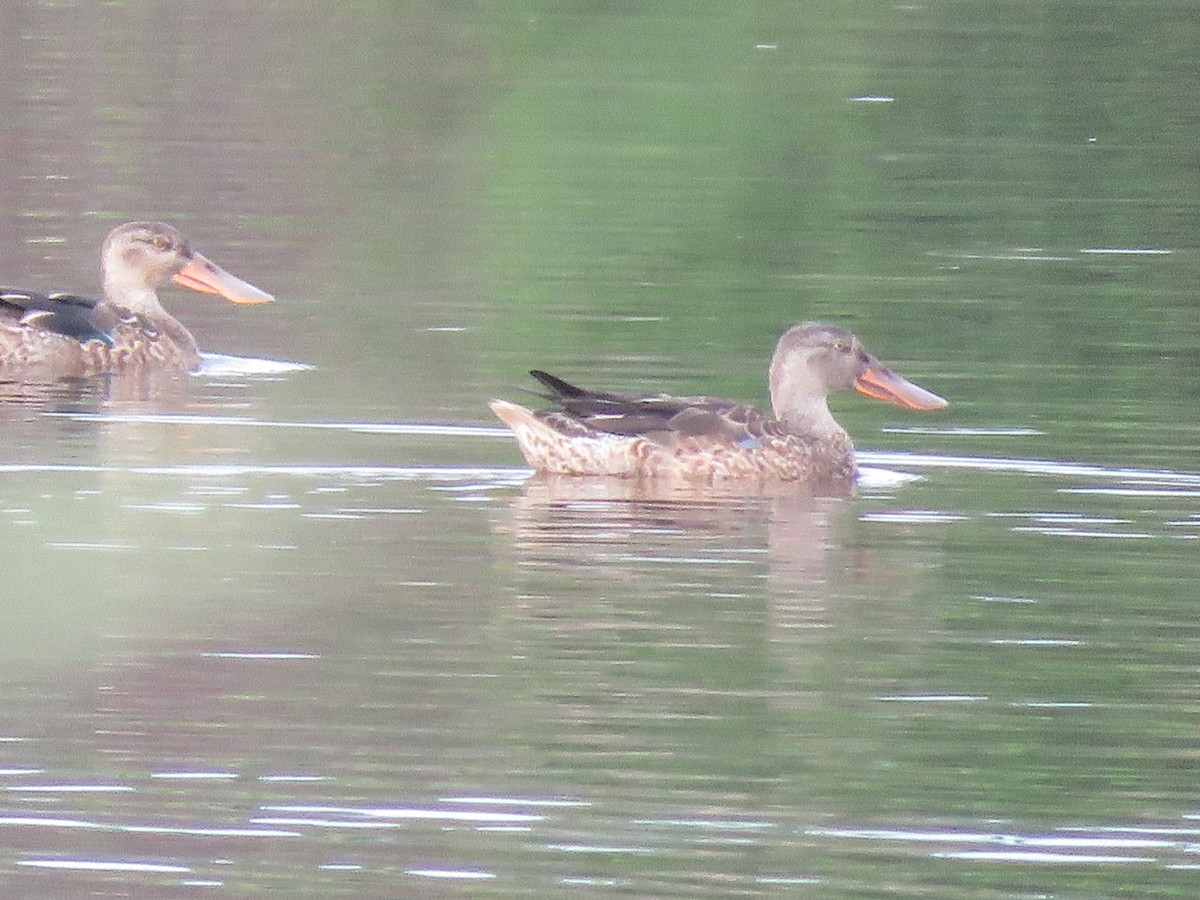 Northern Shoveler - ML187609811