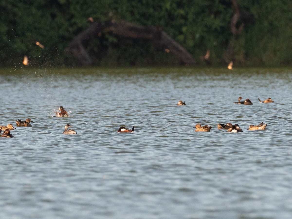 Eared Grebe - ML187611771