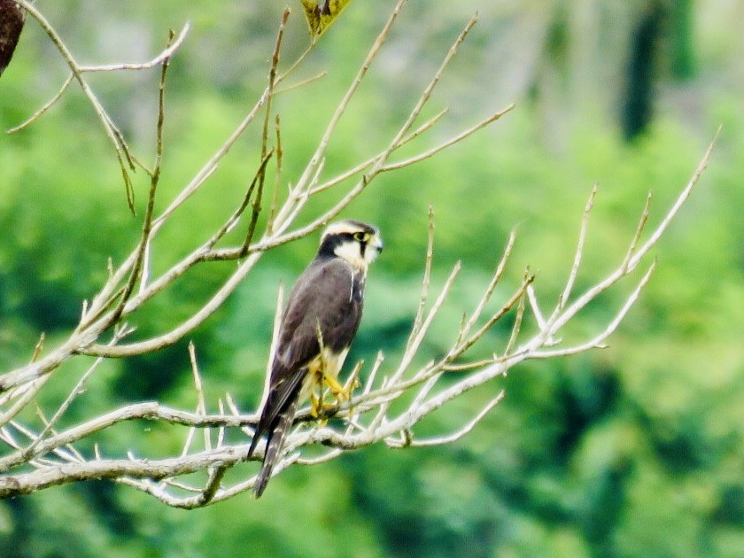 Aplomado Falcon - Russ Namitz