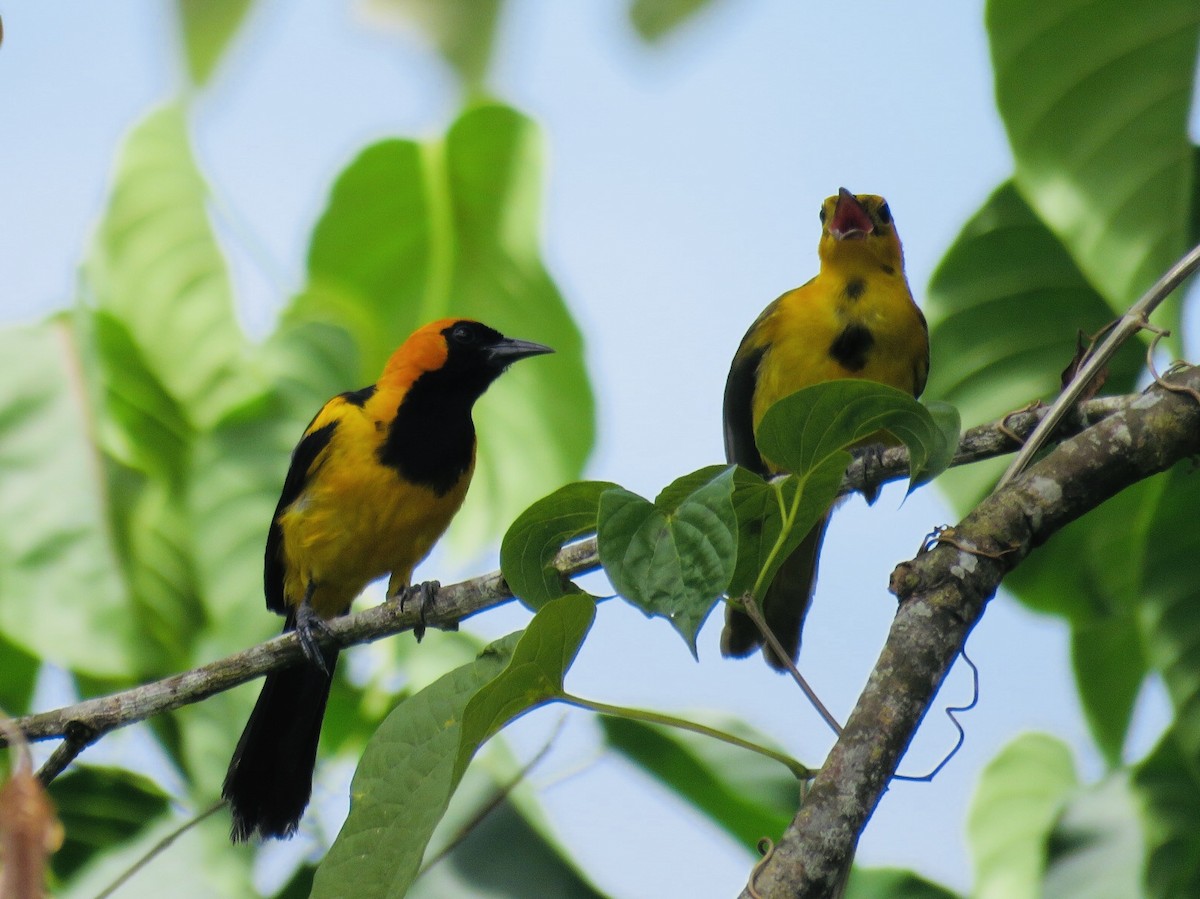 Oriole à tête d'or - ML187612121