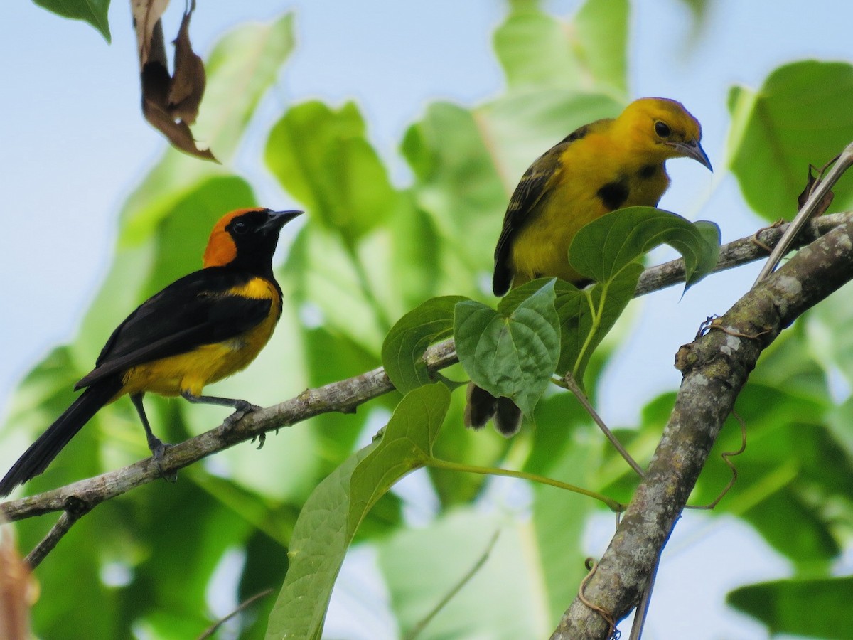 Oriole à tête d'or - ML187612131