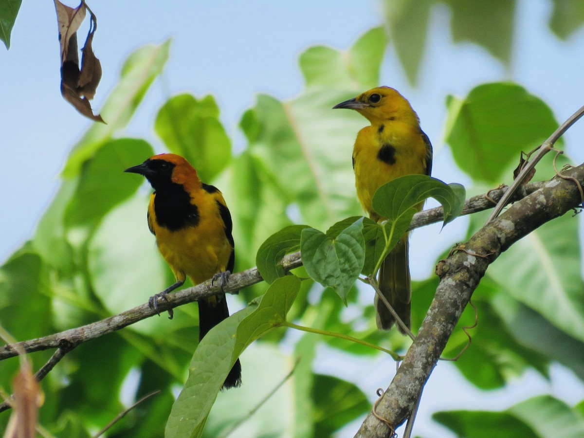 Oriole à tête d'or - ML187612151