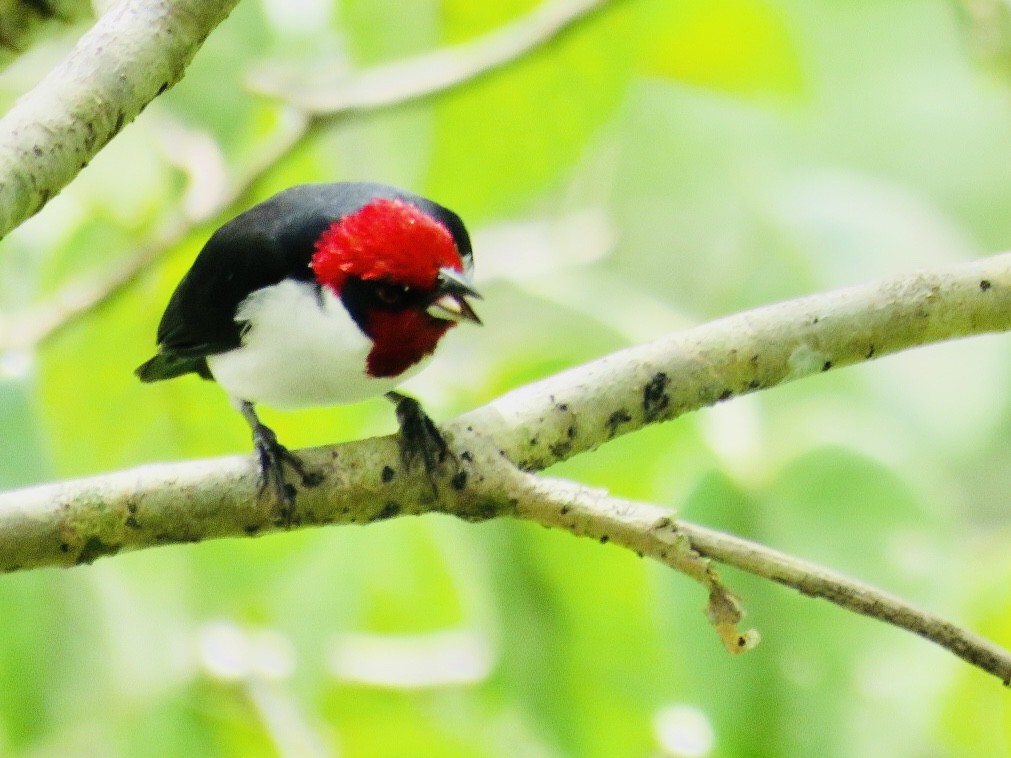 Masked Cardinal - Russ Namitz