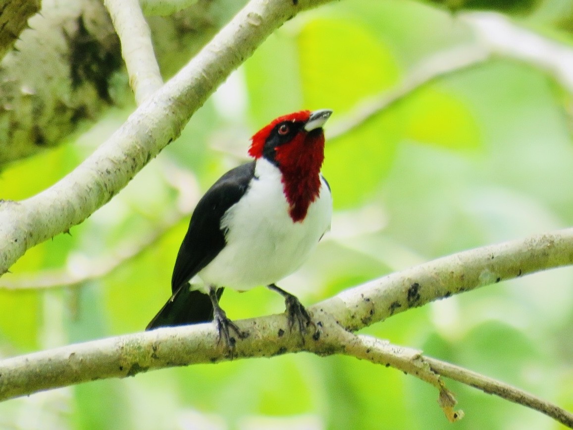 Masked Cardinal - ML187612191