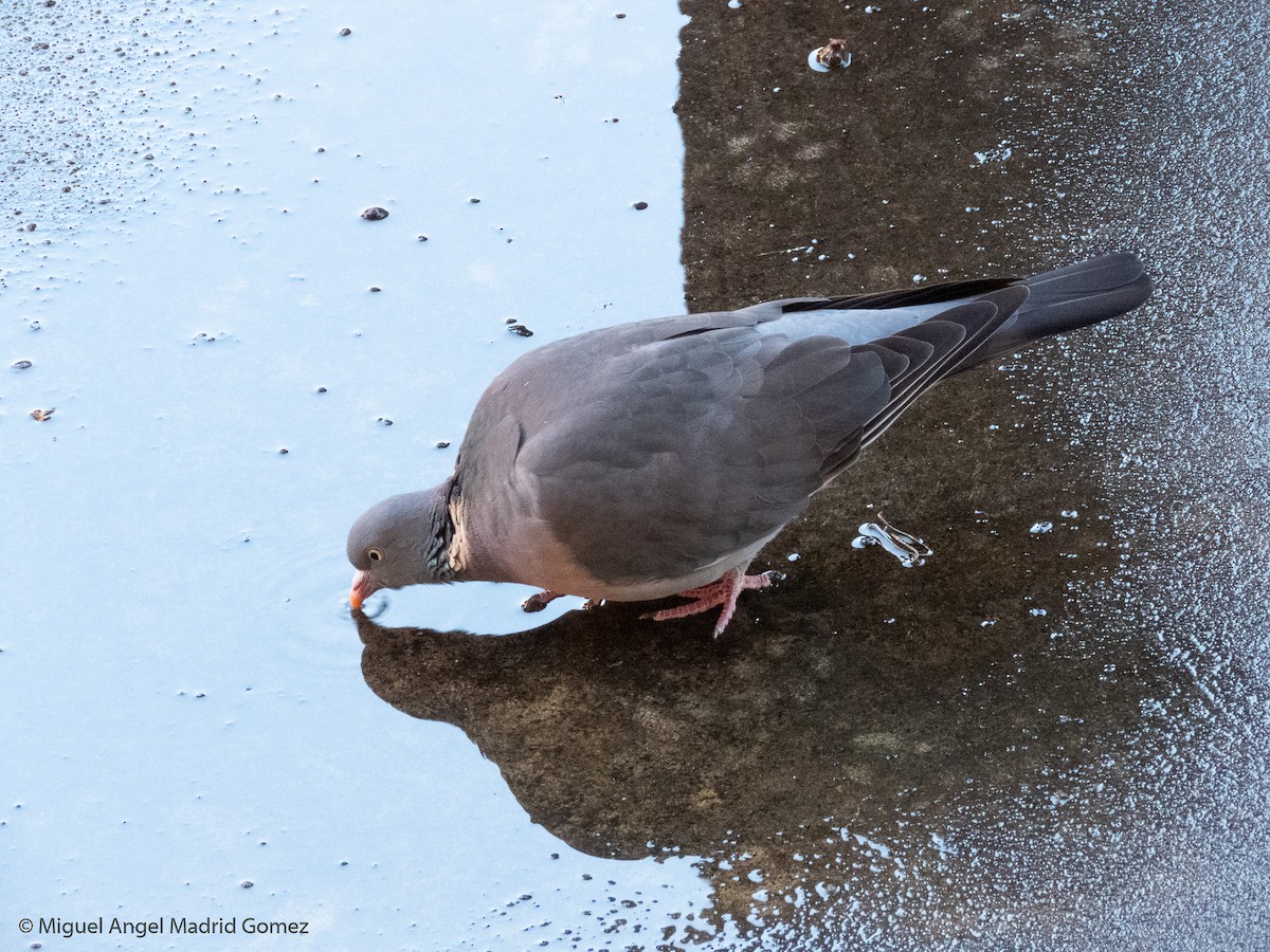 Common Wood-Pigeon - Miguel Ángel Madrid Gómez