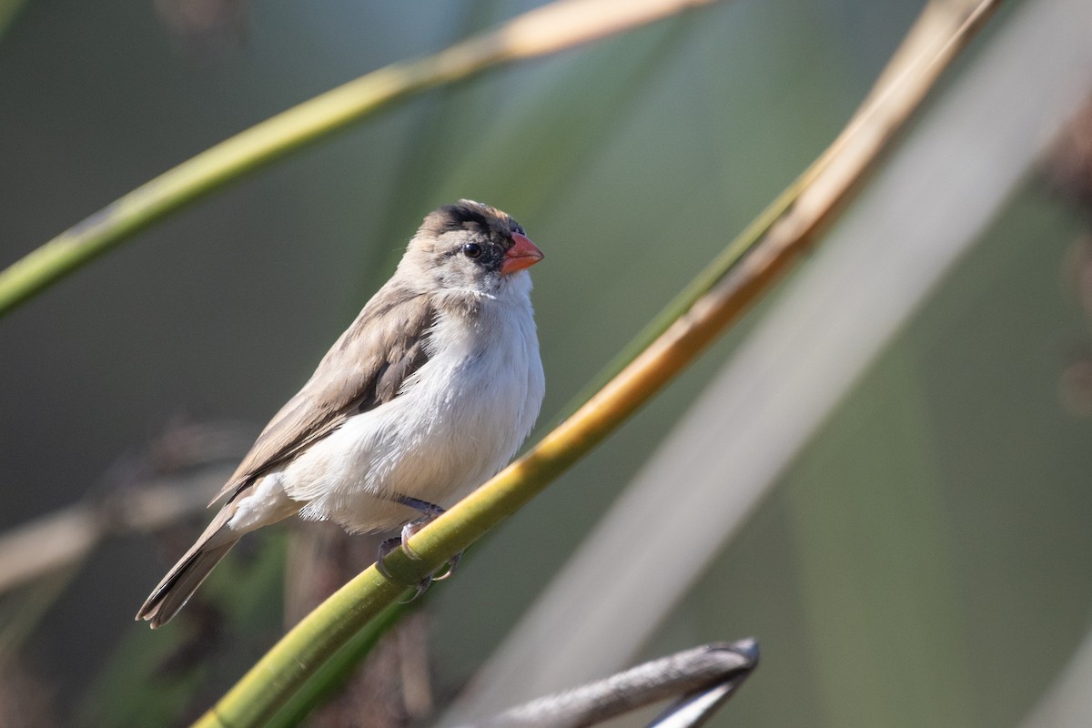 Pin-tailed Whydah - ML187613621