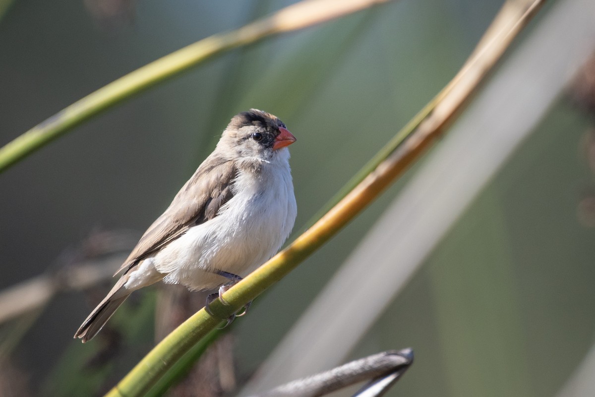 Pin-tailed Whydah - Adam Jackson