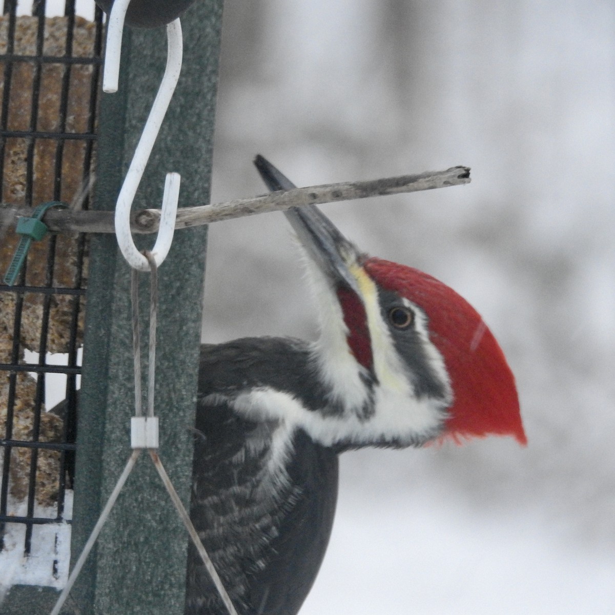 Pileated Woodpecker - ML187614121