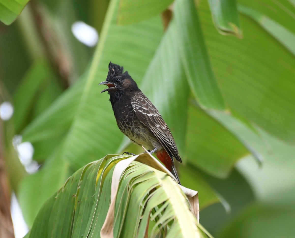 Red-vented Bulbul - ML187615131