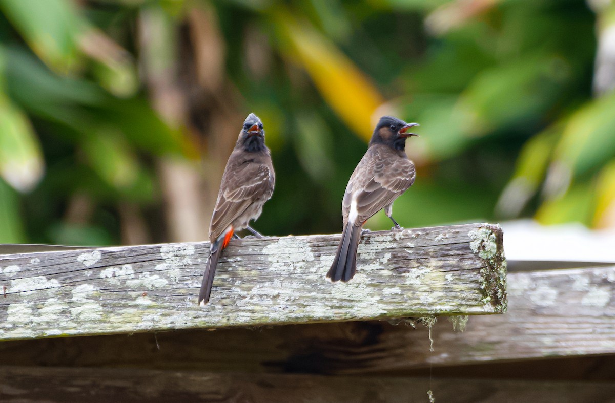 Red-vented Bulbul - ML187615321