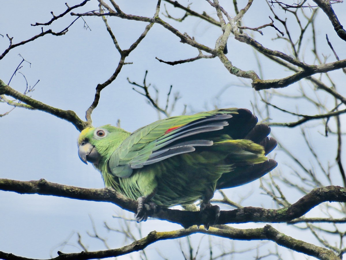 Yellow-crowned Amazon - ML187615871